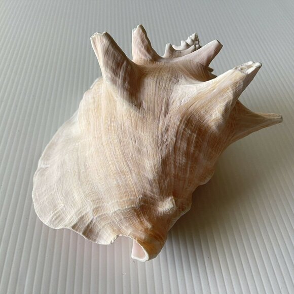Queen Conch Sea Shell Large Natural Pink Seashell 9" No Harvest Hole Vintage - Picture 8 of 12